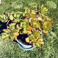 Jade Plant In 3 Gallon Pot 
