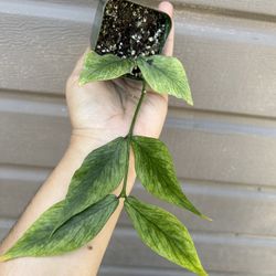3” Hoya Polyneura Broget