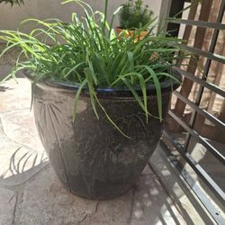 Green plant in ceramic pot