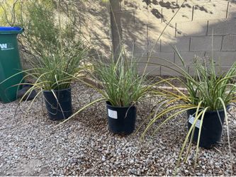 Hesperaloes