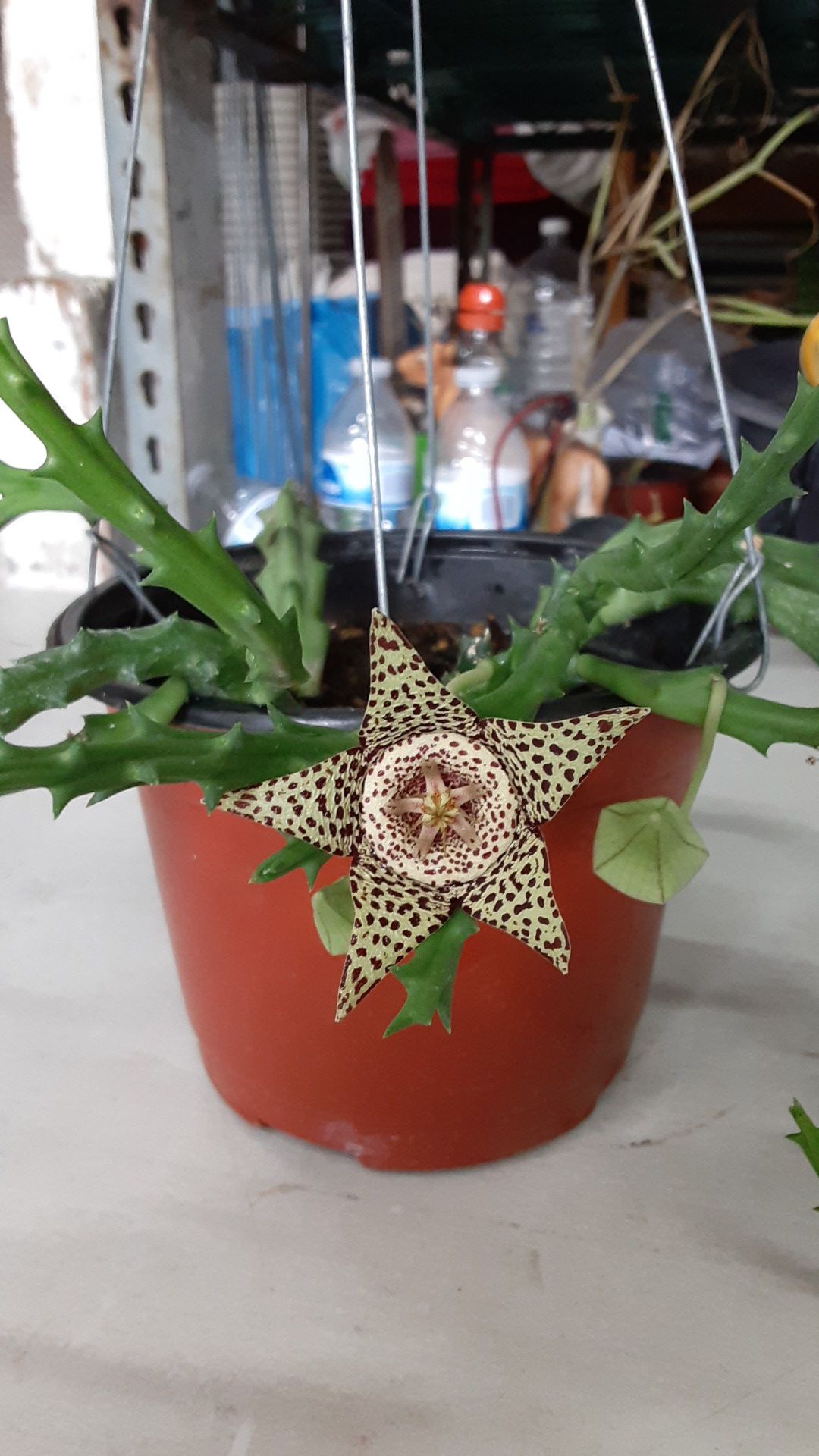 Stapelia (star flower)