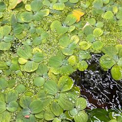 Duckweed