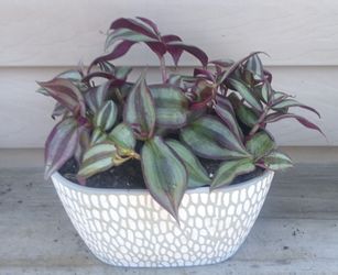 Tradescantia Zebrina plant 🪴