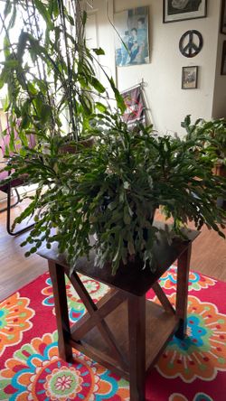 Thanksgiving cactus 15 years old
