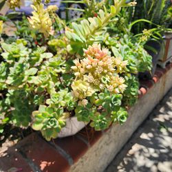 Echeveria Succulent Large Potted Succulent Blooming Now