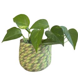 Pothos in rope planter