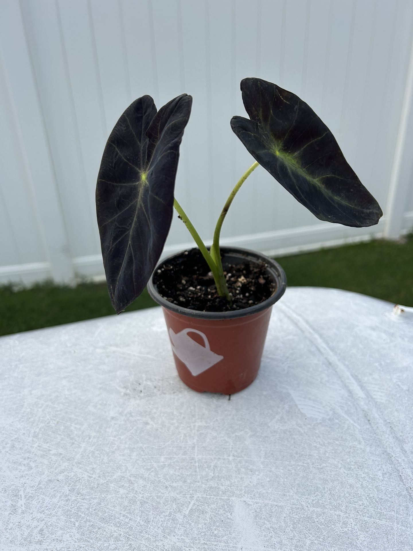 Tea Cup Elephant Ear