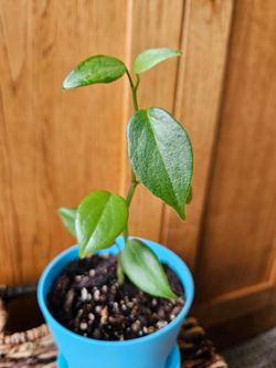 Peperomia 'Teardrop'