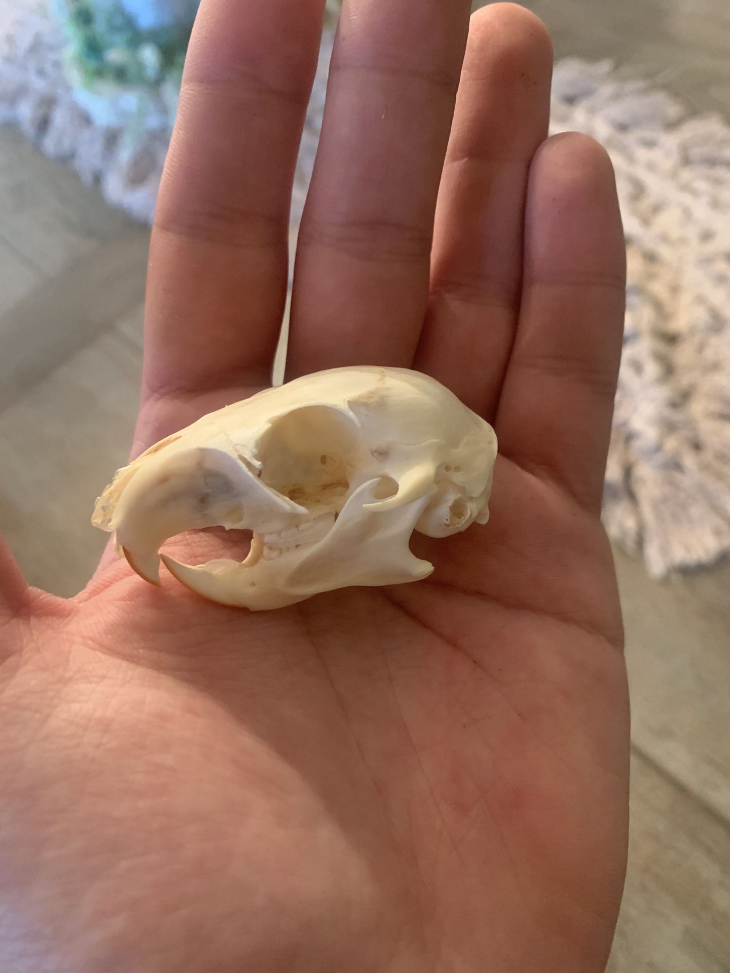 Taxidermy Squirrel Skull!! $25!!