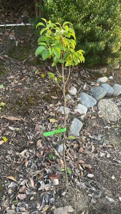 Bartlett Pear Tree