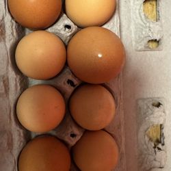 Organic Eggs