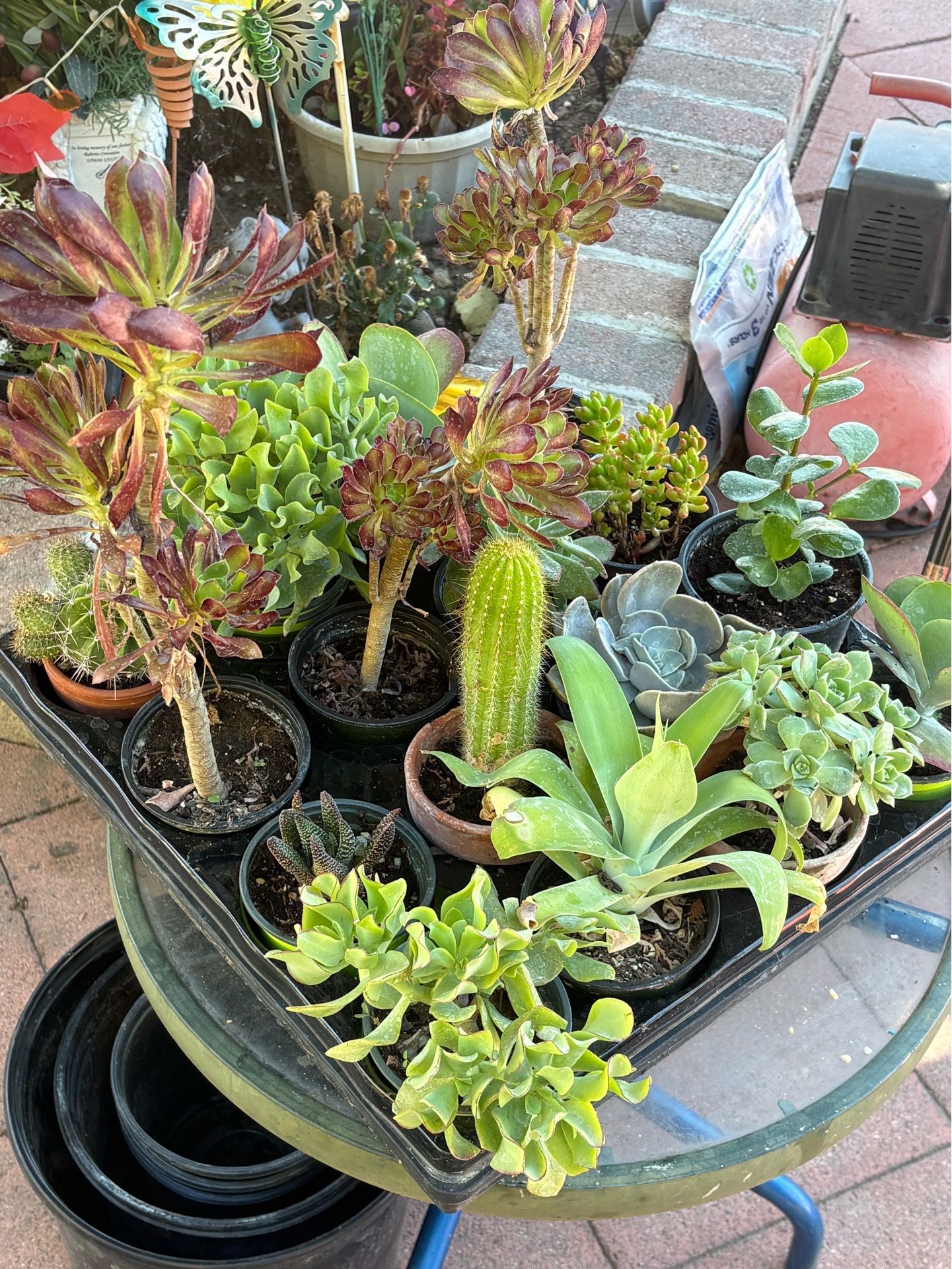 Plants