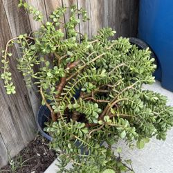 Plants