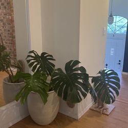 Monstera Plant (Does Not Include Exterior Pot)