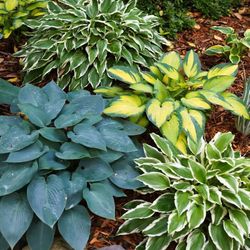 Large Bunch Of Hosta Plants $6.00 Ea