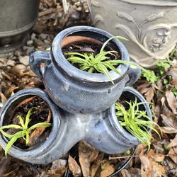 Spider Plant W Pot