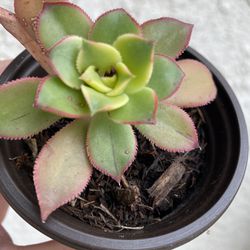3 Inch Pot Succulent plant - Aeonium Kiwi - rooted ready to be planted - drought resistant 