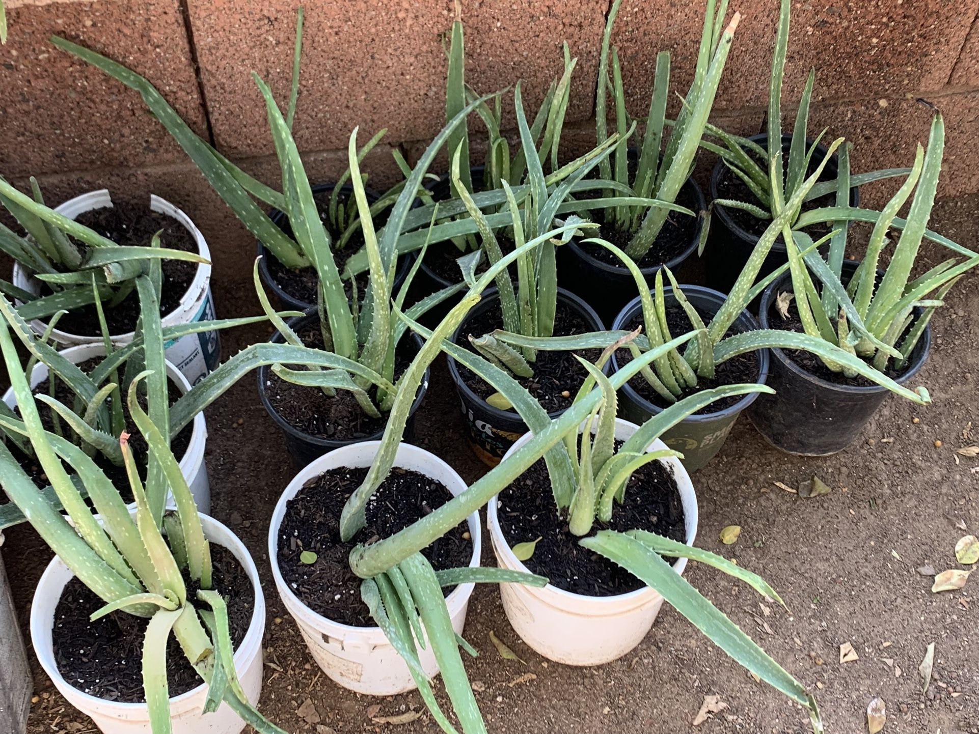 Huge Blowout Sale Clearance On All Plants