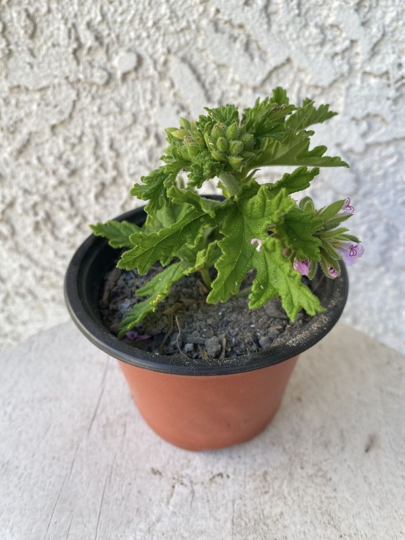 4 Inch Pot of Mosquito Repellent Citronella Plant - Beautiful Purple Flowers 🌸 - Drought Resistant - Fresh Smell - Rooted & Established 🪴 