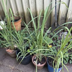 Organic Lemongrass 