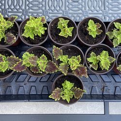 Red & Green Coleus Plants