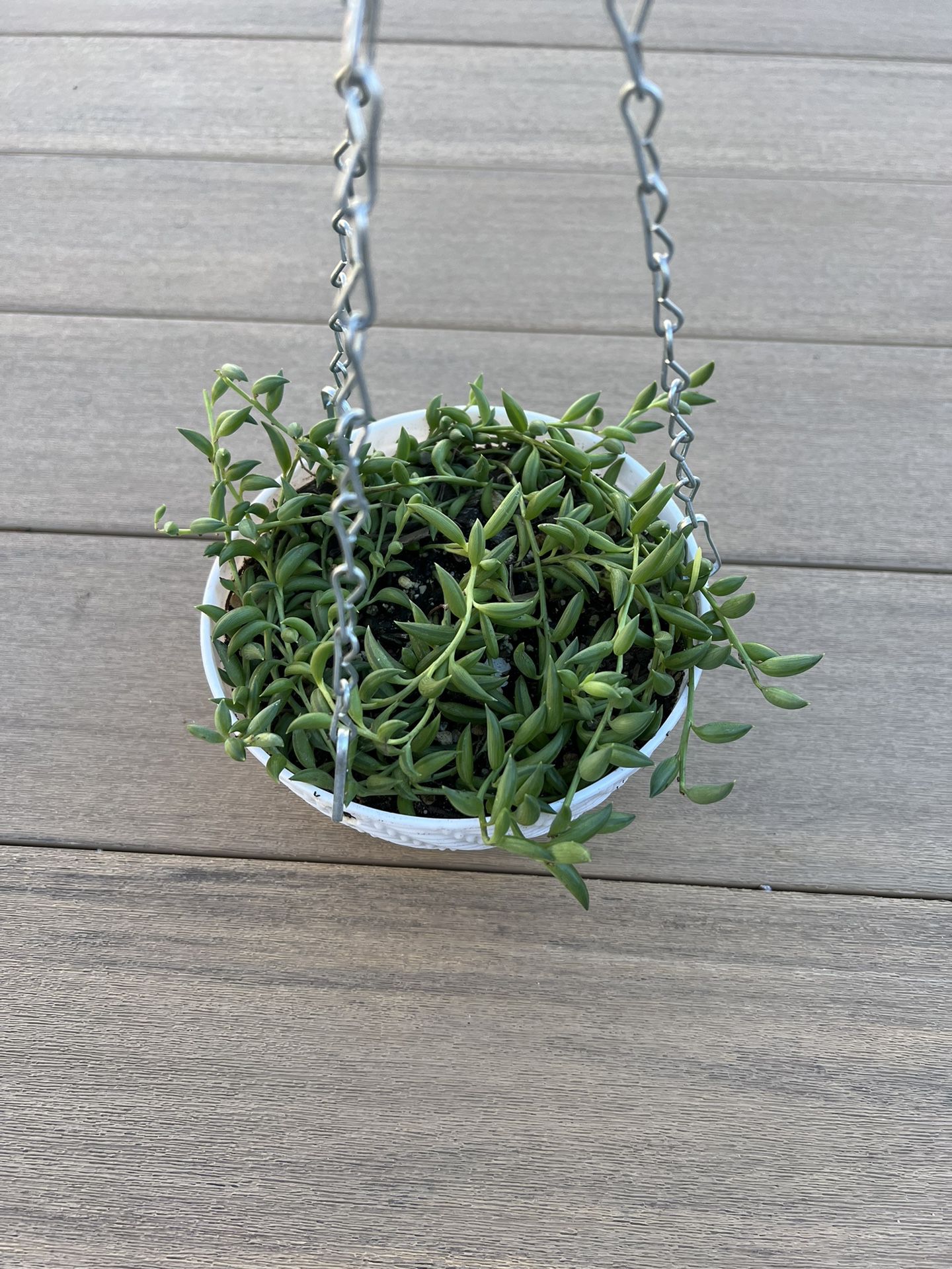 String of bananas succulent, come in a hanging planter, check profile for more plants. 