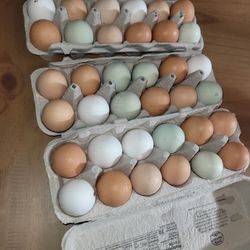 Organic Eggs