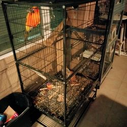 Bird Cage