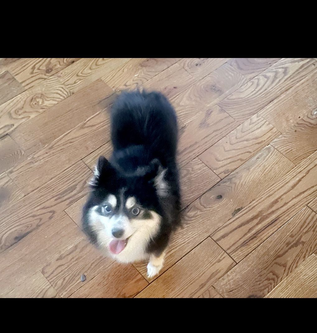 Dog
