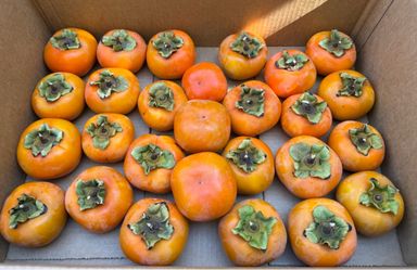 Fresh Organic Persimmons $1 for 3