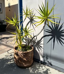 Madagascar Dragon Tree (Dracaena marginata) in a decorative ceramic/clay planter with dragon design. Adds a sculptural, tropical/desert-modern feel to