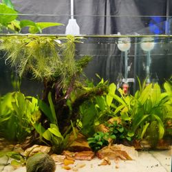 Aquarium/terrarium Fallen