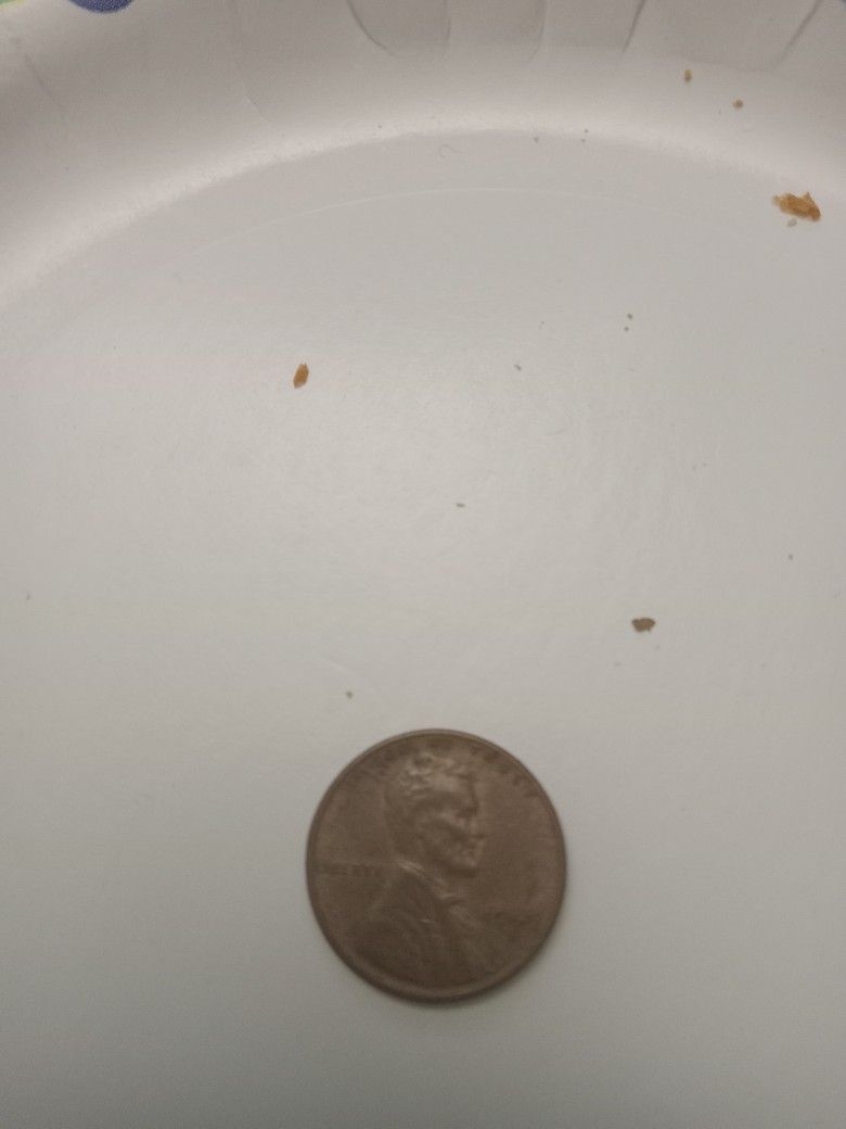 1949 -s Wheat Penny