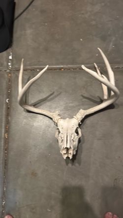 Whitetail Deer Skull