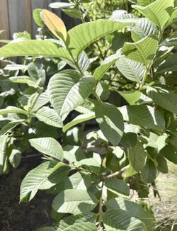 20 Fresh Organic Guava Leaves