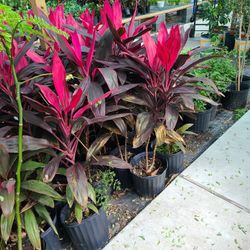 Sister Red Plants 3gallon 