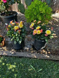 plants 🪴 15 dollars each