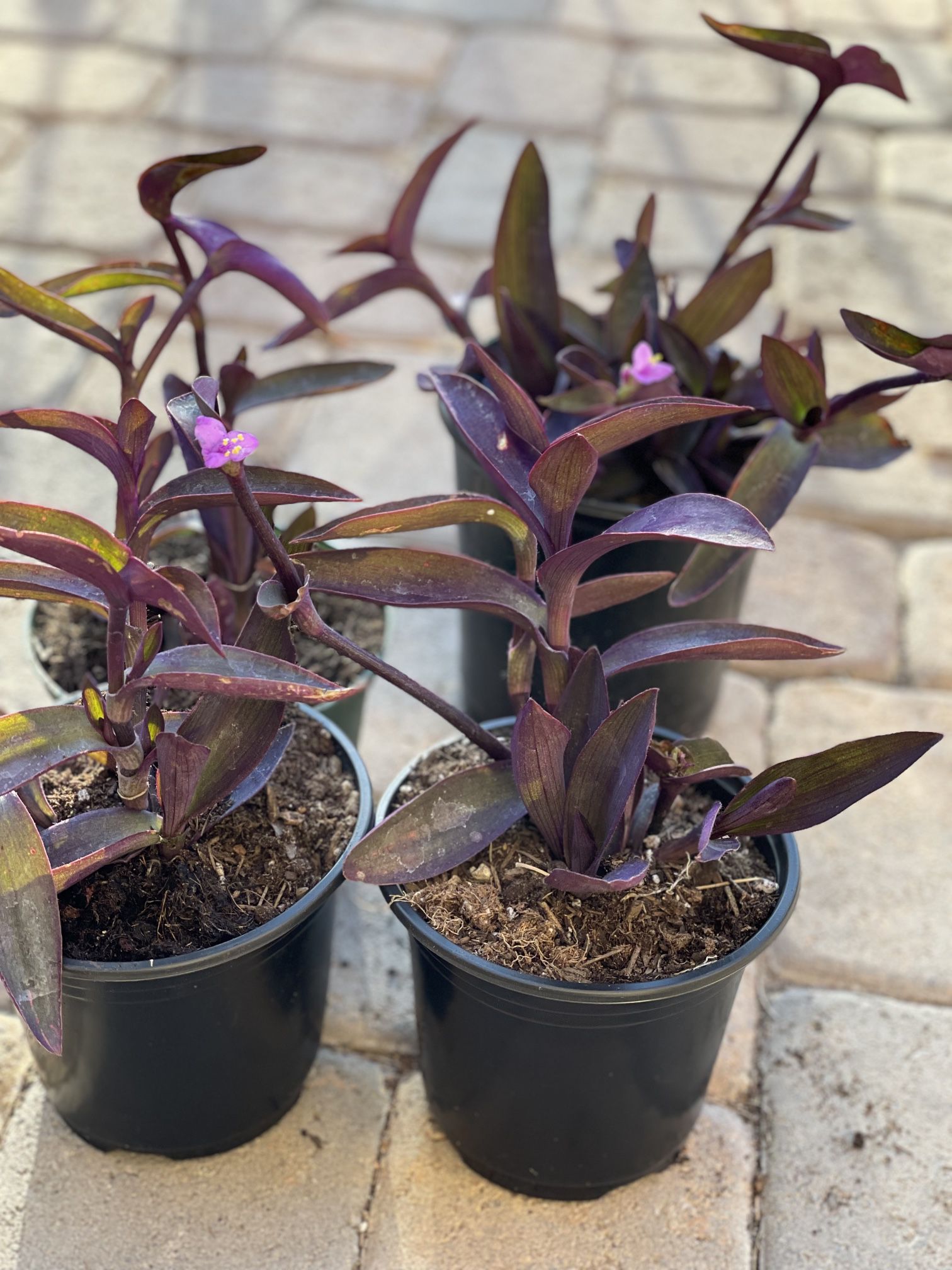 Purple Heart Plant / Succulent