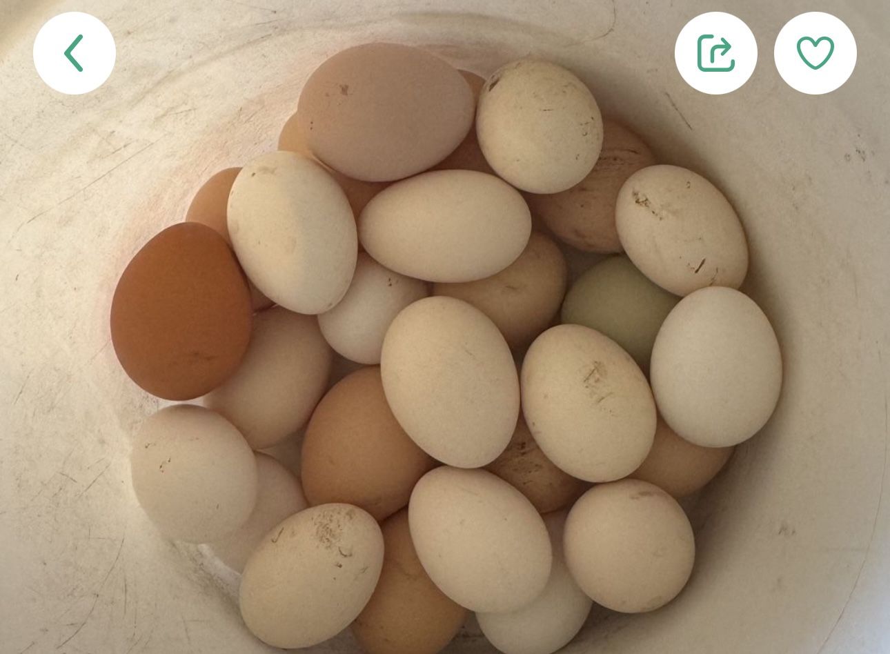 Fresh Organic 🥚 🥚