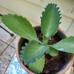 Mother Of Thousands Plant 