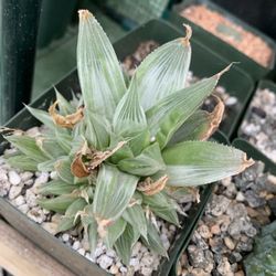 Haworthia