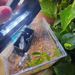 Small 1 Gallon Corner Aquarium