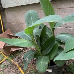 Canna Lily