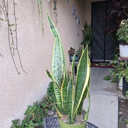 Sensaveria Laurentii "Snake" Plant $25