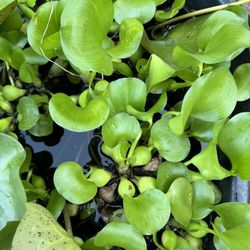 Pond Plants