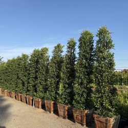 Ficus Nitida Indian Laurel Privacy Hedge