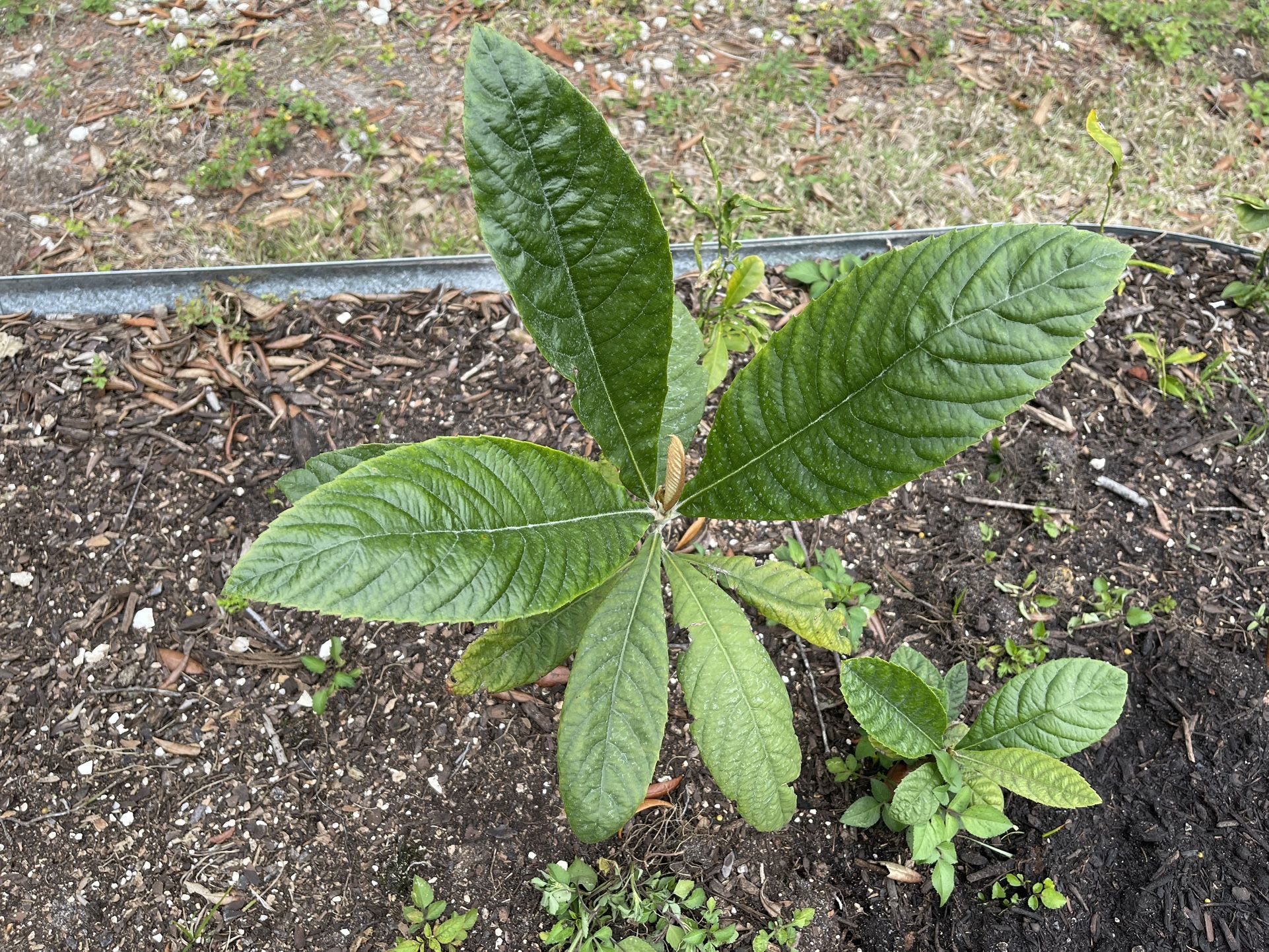 Loquat