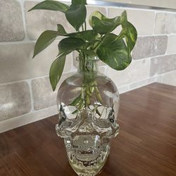 Pothos Plant In Water
