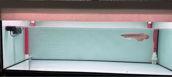 fish tank fish