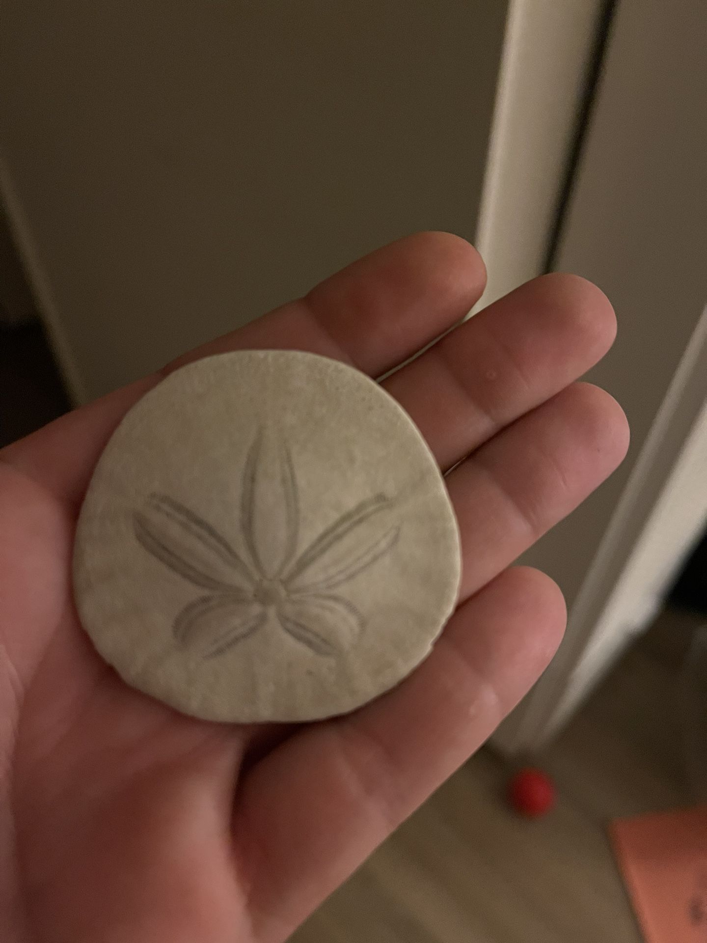 Sand Dollar Magnet π«Άπ